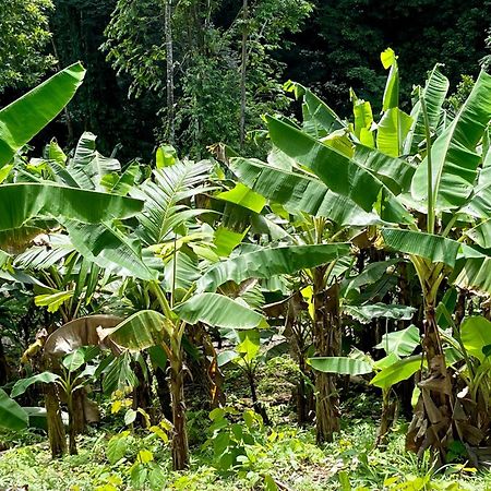 Eden Jungle Lodge Bocas Town Luaran gambar