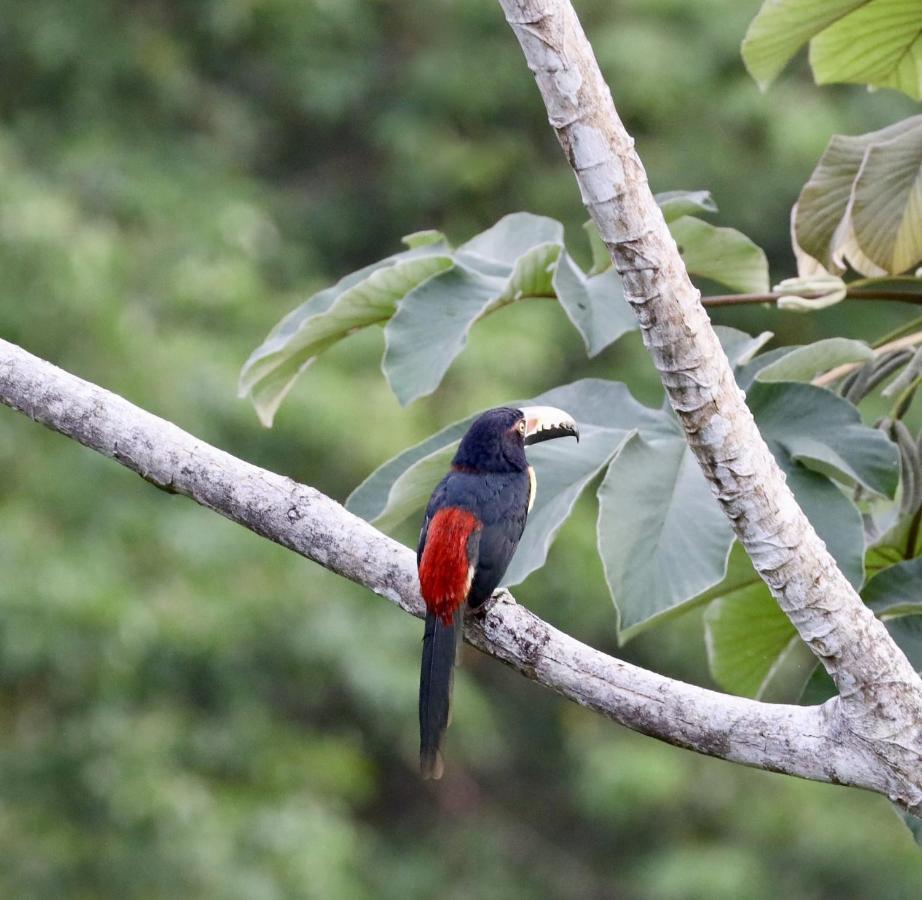 Eden Jungle Lodge Bocas Town Luaran gambar