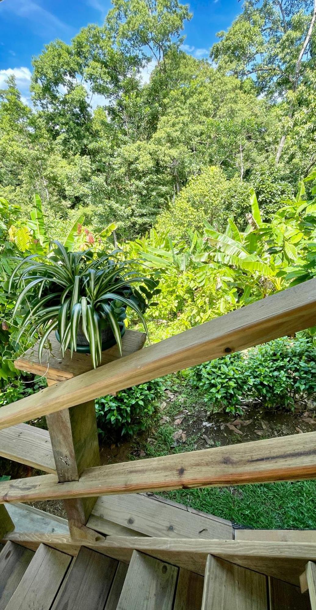 Eden Jungle Lodge Bocas Town Luaran gambar